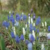 Muscari latifolium (16086) - Image 3