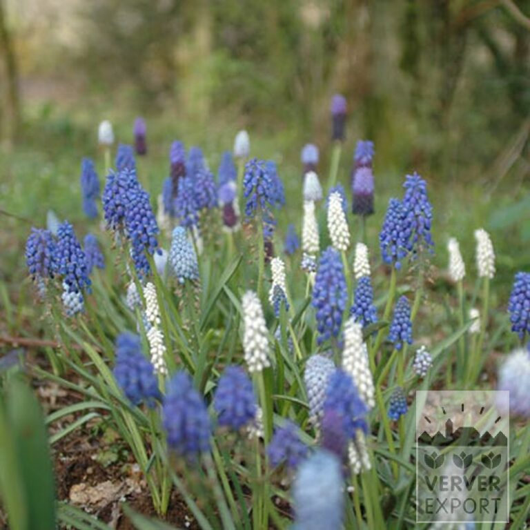 Muscari armeniacum (16079) - Image 6