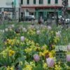Fritillaria persica (16055) - Image 3