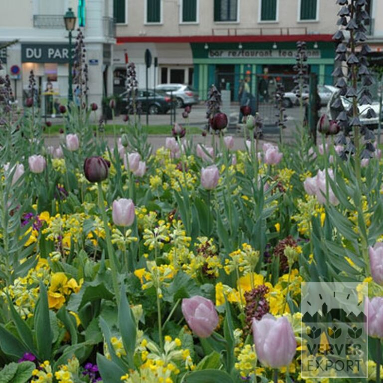 Tulips 'Black Beauty' (12374) - Image 3