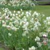 Tulips 'Carnaval de Rio' (12375) - Image 3