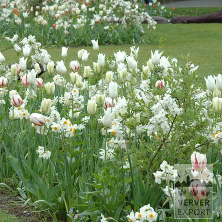 Tulips 'White Triumphator' (12202) - Image 6