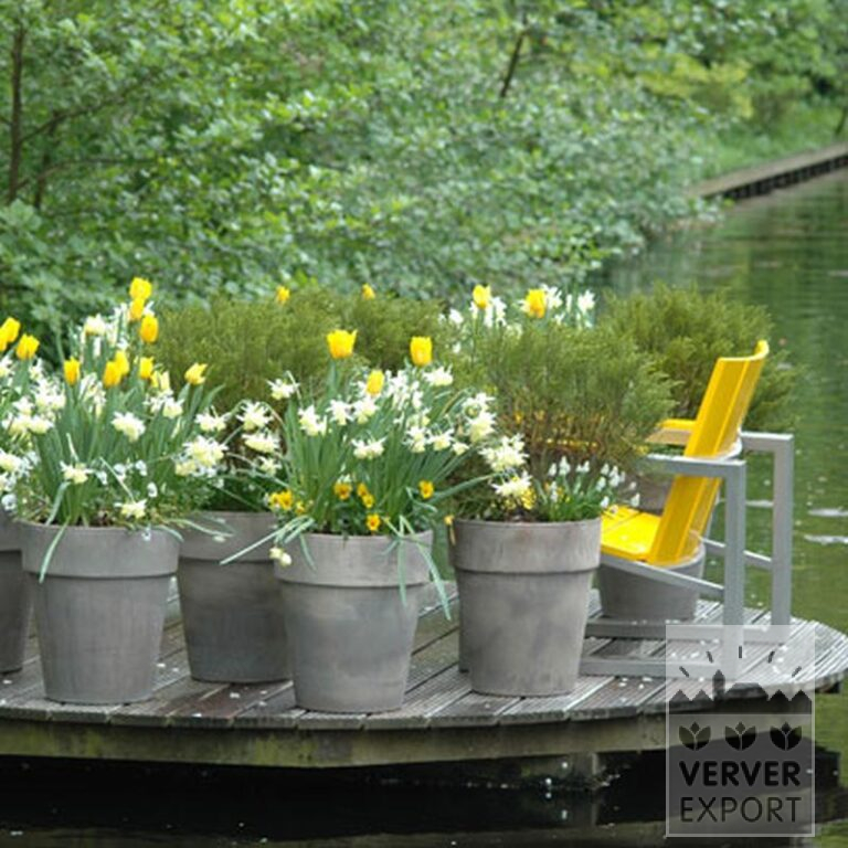 Narcissus 'Thalia' (15066) - Image 5