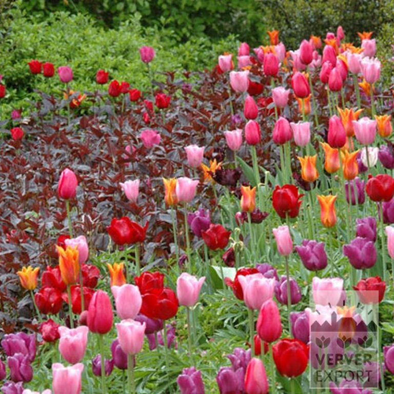 Tulips 'Passionale' (12109) - Image 2