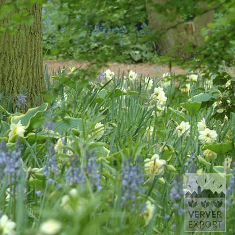 Hyacinthoides hispanica blue (16149) - Image 2