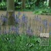 Camassia leichtlinii 'Caerulea' (16028) - Image 3
