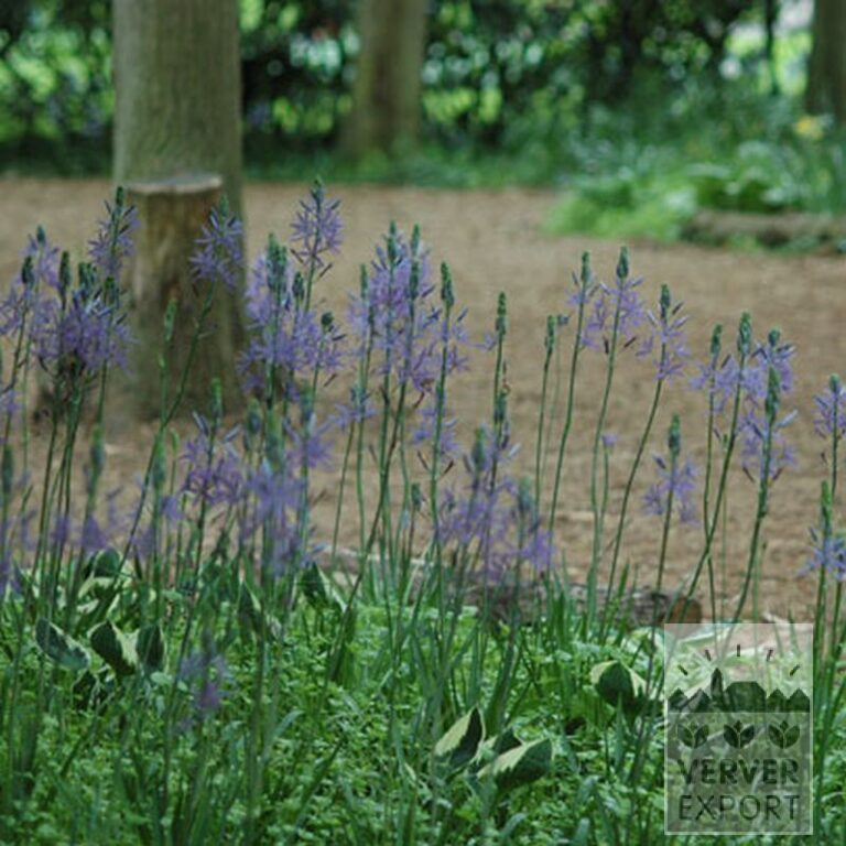 Camassia leichtlinii 'Caerulea' (16028) - Image 3