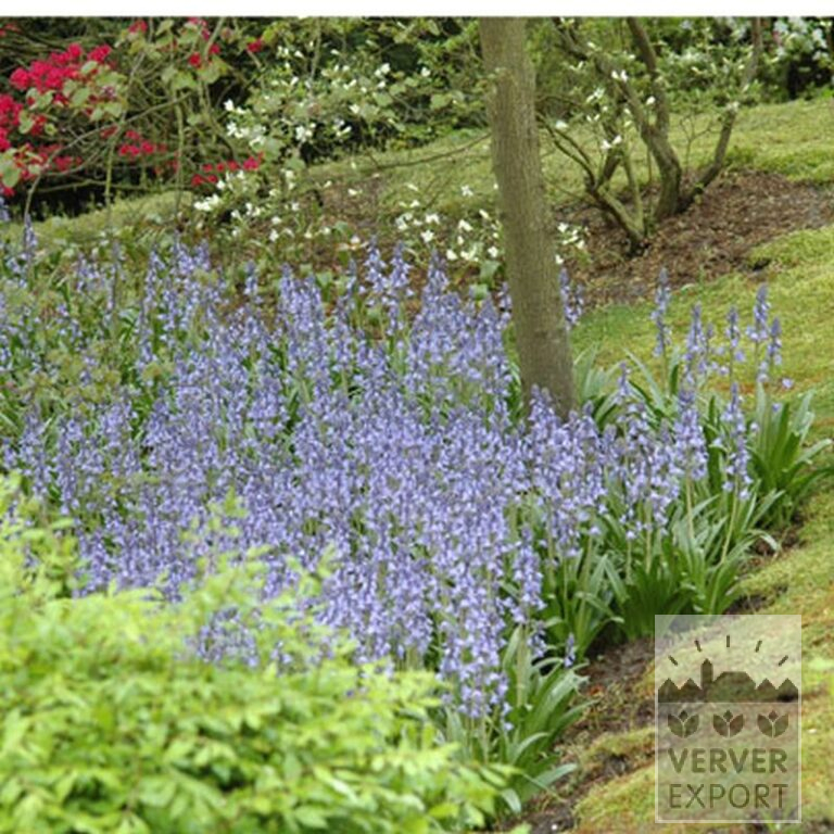 Hyacinthoides hispanica blue (16149) - Image 3