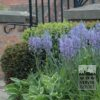 Camassia leichtlinii 'Caerulea' (16028) - Image 4