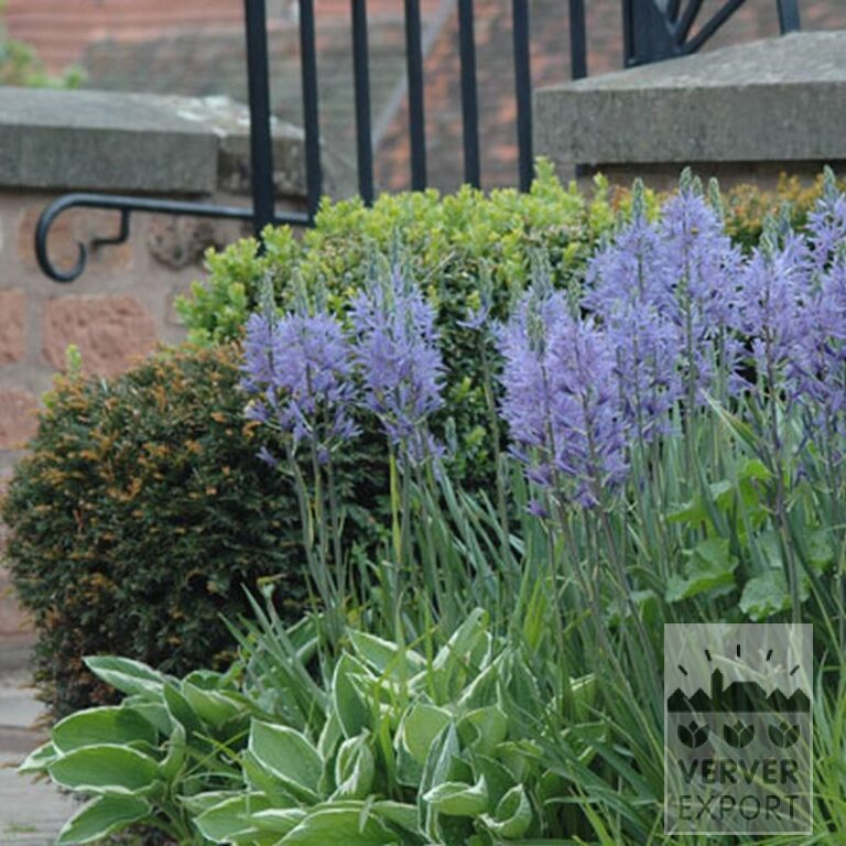 Camassia leichtlinii 'Caerulea' (16028) - Image 4