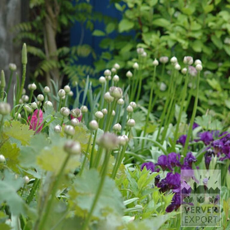 Allium aflatunense (16001) - Image 2