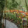 Tulips 'Marilyn' (12194) - Image 5