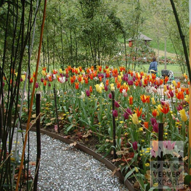 Tulips 'Fly Away' (12188) - Image 4