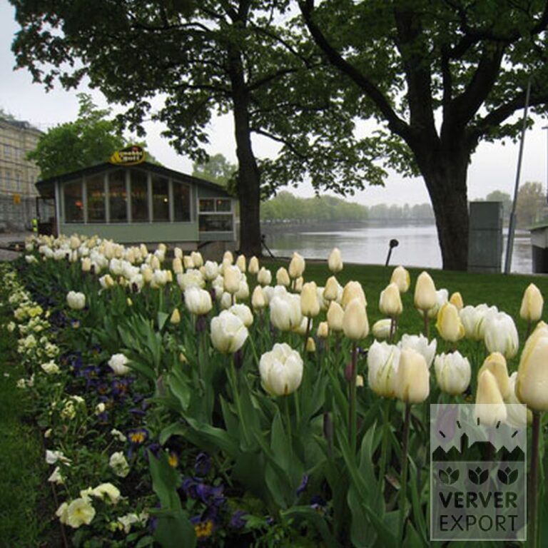 Tulips 'Havran' (12139) - Image 7