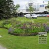 Dutch Iris 'Saturnus' (36067) - Image 3