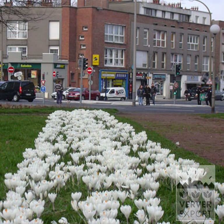 Crocus 'Jeanne d'Arc' (14002) - Image 7