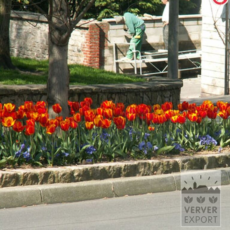 Mixture Verver 'Royal' © (11048) - Image 2