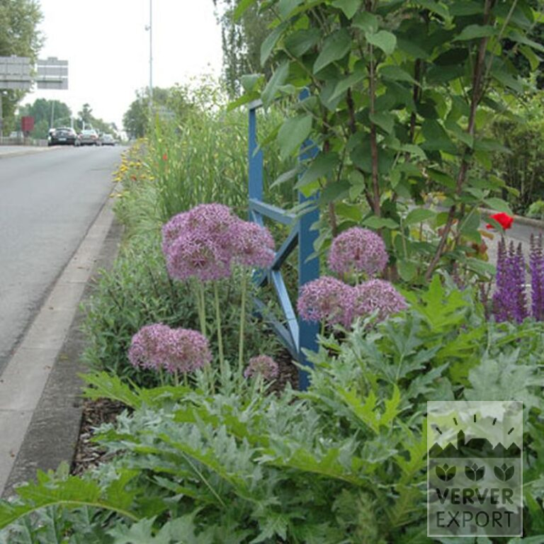 Allium cristophii (16003) - Image 2