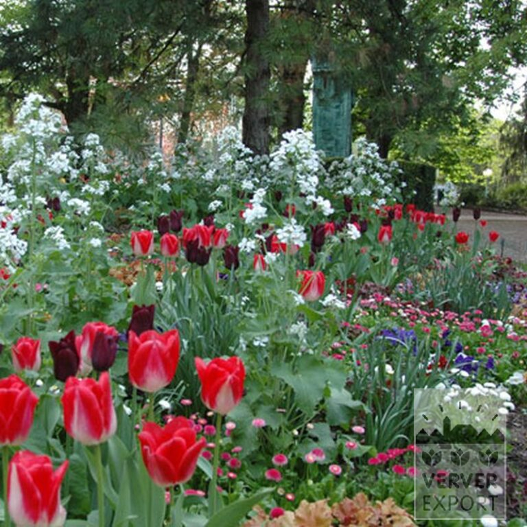 Tulips 'Havran' (12139) - Image 8