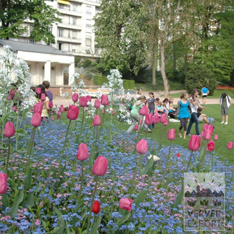 Tulips 'Pink Impression' (12181) - Image 2
