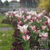 Tulips 'Marilyn' (12194) - Image 6