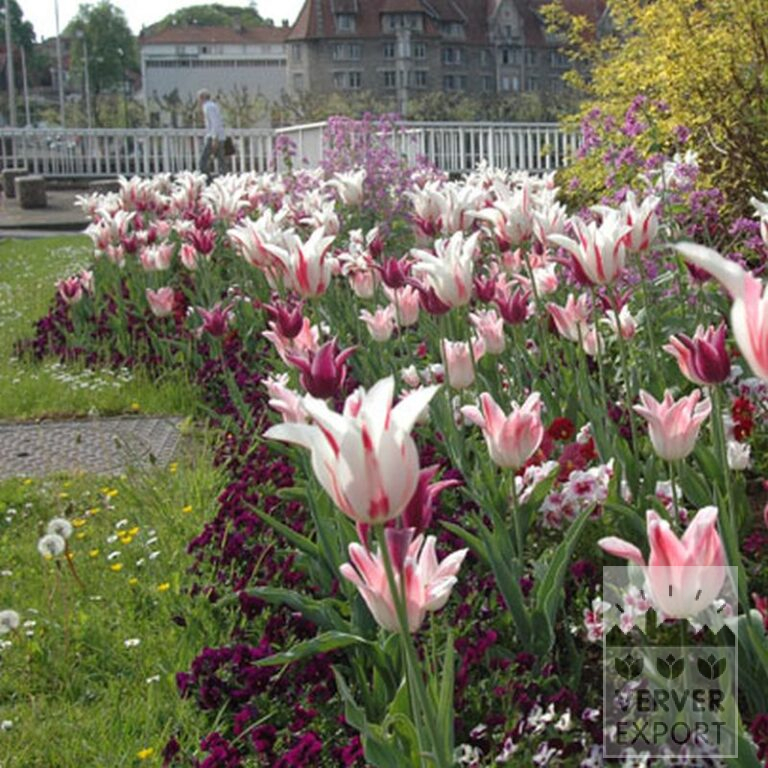 Tulips 'Marilyn' (12194) - Image 6