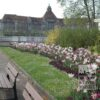 Tulips 'Marilyn' (12194) - Image 7