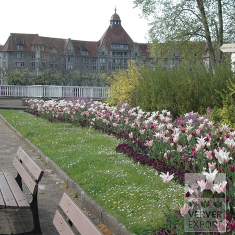 Tulips 'Marilyn' (12194) - Image 7