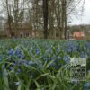 Scilla siberica (16103) - Image 2