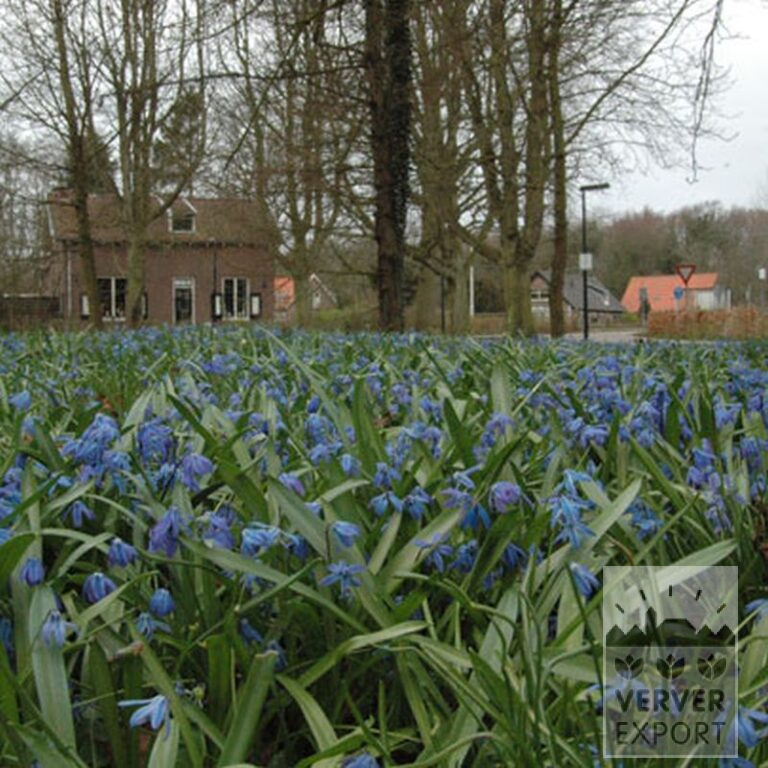 Scilla siberica (16103) - Image 2