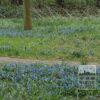Scilla siberica (16103) - Image 3