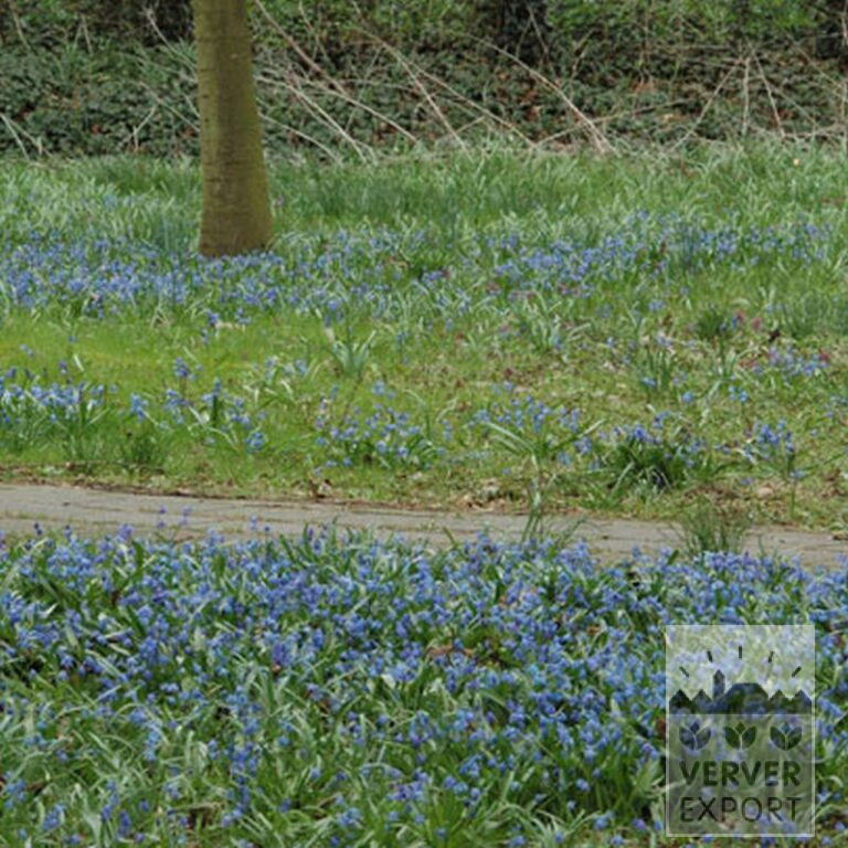 Scilla siberica (16103) - Image 3