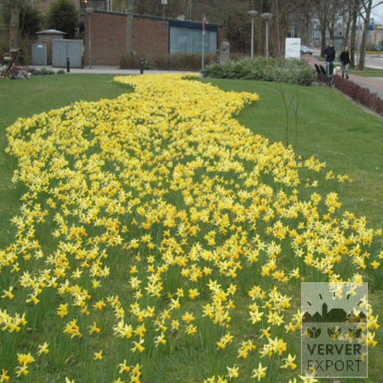 Narcissus 'Jetfire' (15005) - Image 4