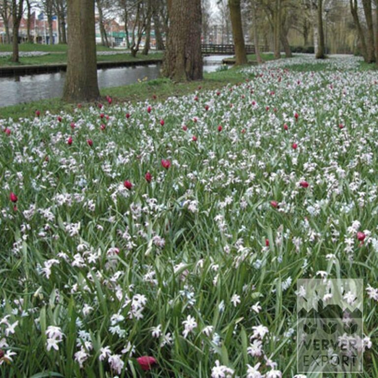 Chionodoxa forbesii 'Pink Giant' (16032) - Image 3