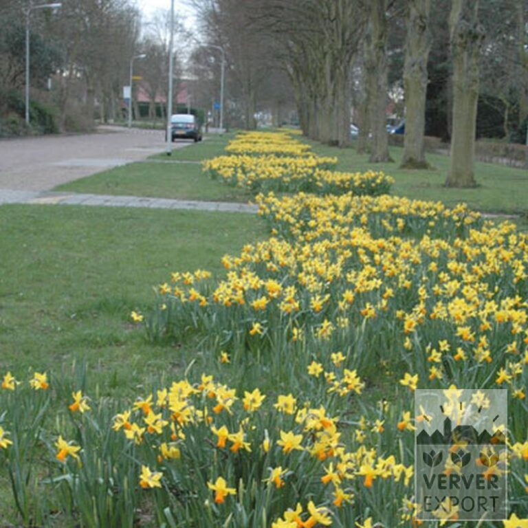 Narcissus 'Jetfire' (15005) - Image 5
