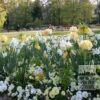 Tulips 'Antoinetta' (12263) - Image 3