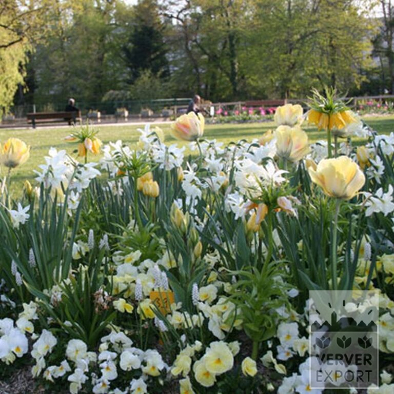 Narcissus 'Thalia' (15066) - Image 7