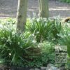 Leucojum 'Gravetye Giant' (16078) - Image 2