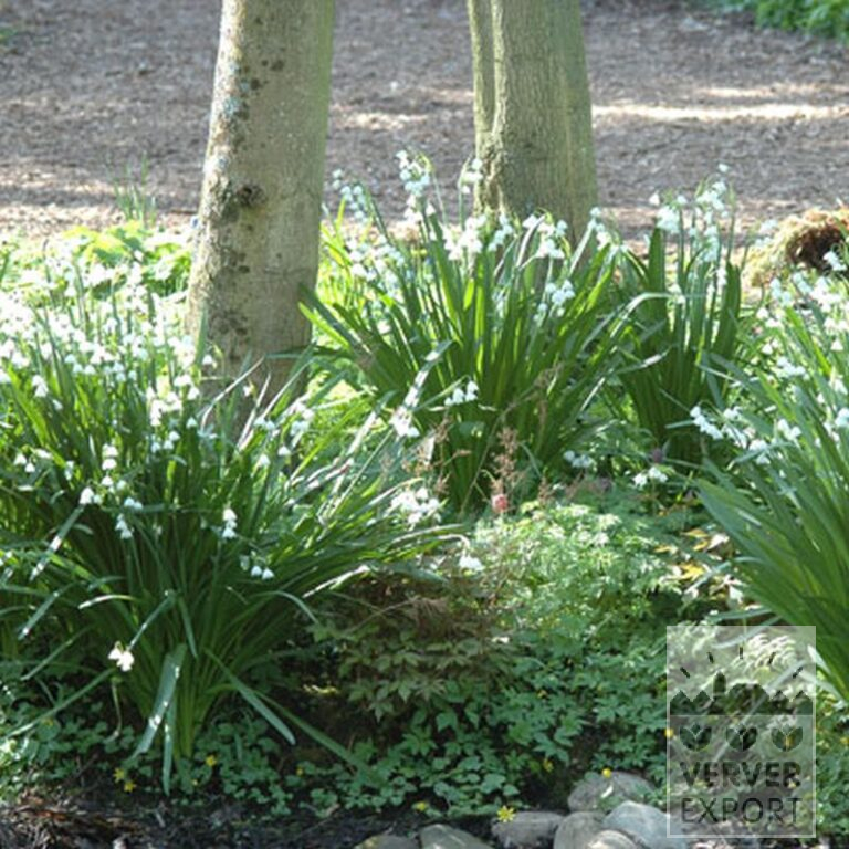 Leucojum 'Gravetye Giant' (16078) - Image 2