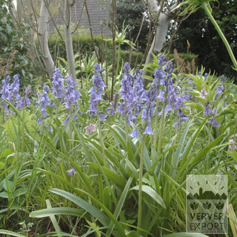 Hyacinthoides hispanica blue (16149) - Image 4