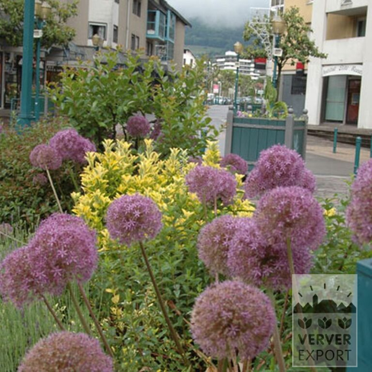 Allium 'Globemaster' (16007) - Image 3