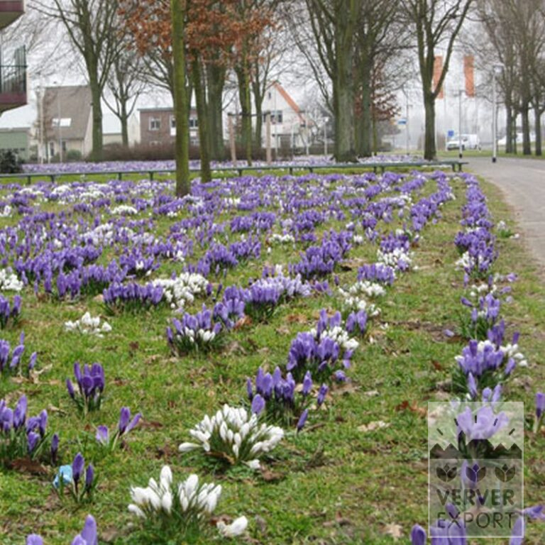 Crocus 'Jeanne d'Arc' (14002) - Image 8