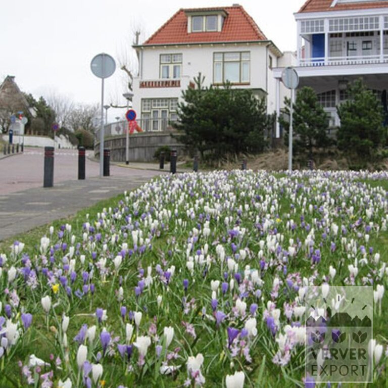 Chionodoxa forbesii 'Pink Giant' (16032) - Image 4