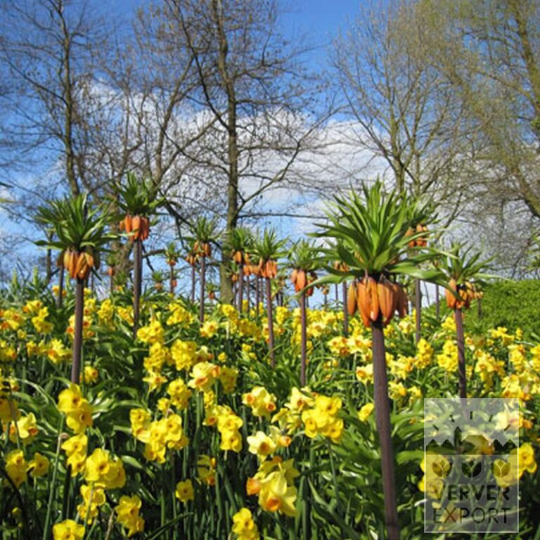 Fritillaria imperialis 'Rubra' (16052) - Image 6