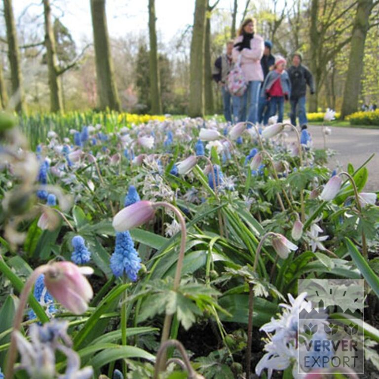 Anemone blanda 'White Splendour' (36025) - Image 2