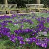 Crocus 'Flower Record' (14007) - Image 4