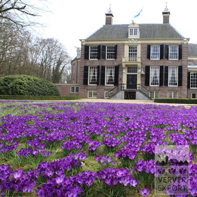 Crocus 'Flower Record' (14007) - Image 5