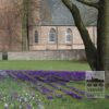 Crocus 'Flower Record' (14007) - Image 6