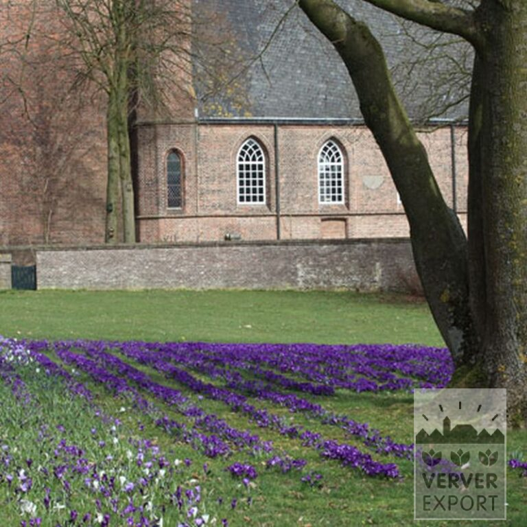 Crocus 'Jeanne d'Arc' (14002) - Image 10