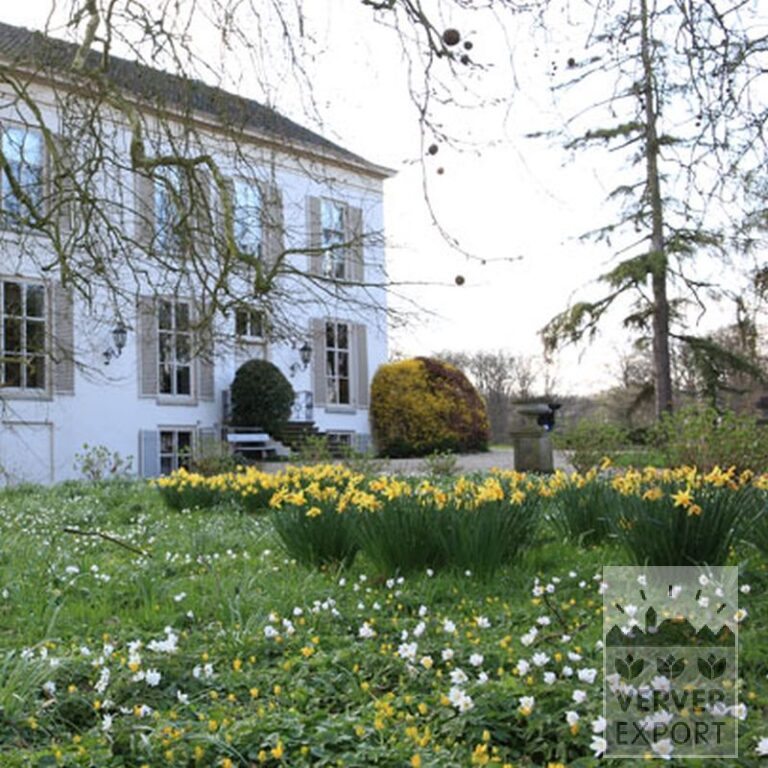 Narcissus 'Fortissimo' (15033) - Image 4